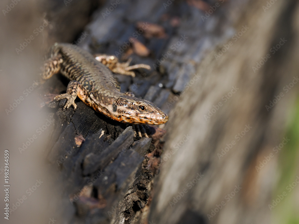 Obraz premium Mauereidechse Moseltal, Podarcis muralis 