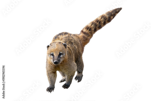 Фотография South American coati isolated on white background looking at camera