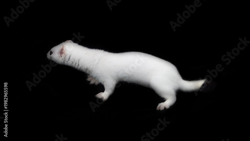 Tableau sur toile European stoat (Mustela erminea) in white winter fur (miniver), only tail with black tip