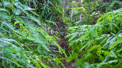 Bilde på lerret A fern forest in the Malacca rainforest