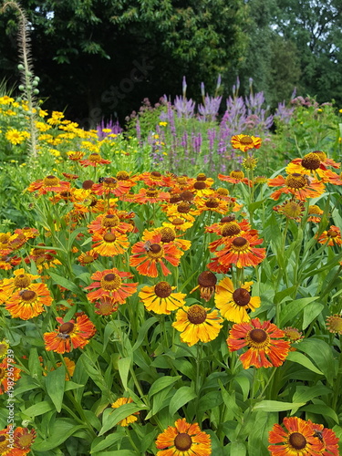 A colorful flower bed in summer and autumn. English border perennials: yellow red and orange Helenium, Miscanthus grasses and blue verbascum – blooms in a large perennial borde