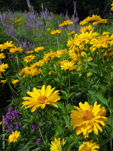 beautyful yellow Heliopsis helianthoides in a large border and blue and purple blooming perennials.
Colorful garden bed in summer