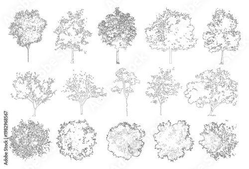Vector pack of trees in elevation and plan view for use in architectural drawings