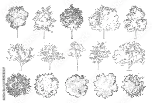 Obraz Vector pack of trees in elevation and plan view for use in architectural drawings