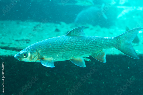 Underwater Exploration of a Silver Fish in Its Natural Habitat