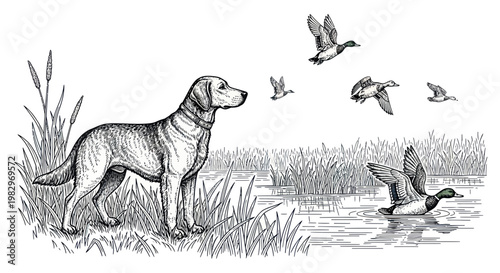 Labrador Dog Watches Ducks Flying Over Wetland Marsh, Vintage Illustration