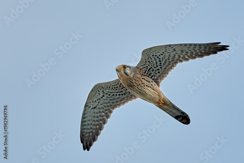 Common kestrel , Falco tinnunculus, in flight. Flying with spread wings, close up