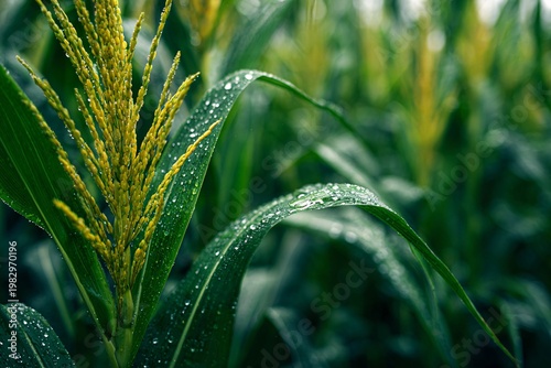 Fotografía Closeup of corn tassel with water droplets in a field after rain