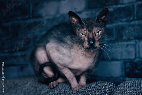 Portrait of a grumpy Lykoi cat sitting on sofa and looking funny at camera.	