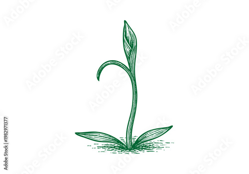 Ramps Wild Leek Hand Drawn Sketch, Spring Foraging Harvest Vector Illustration Isolated