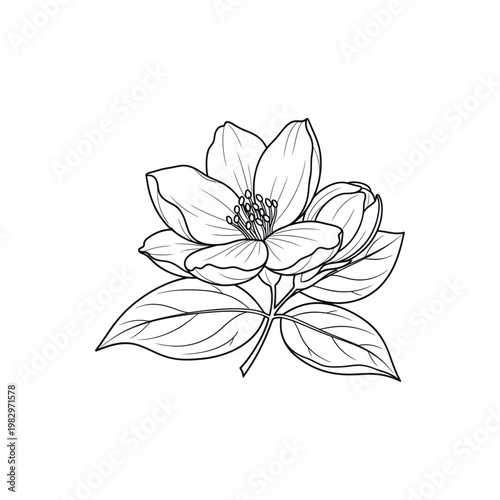 A beautiful black and white line drawing of a magnolia flower with leaves