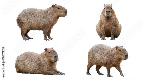 Tableau sur toile Collection of four adorable capybaras captured in distinct poses, from various perspectives