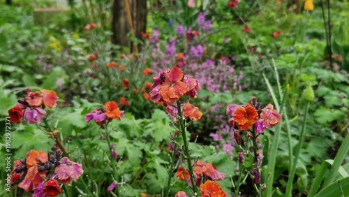 Tableau sur toile red Erysimum cheiri plant is blooming in the garden
raindrops on the blossoms an