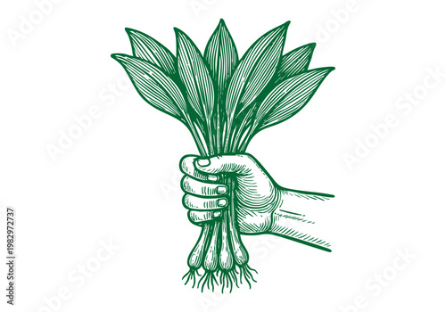 Ramps Wild Leek Hand Drawn Sketch, Spring Foraging Harvest Vector Illustration Isolated