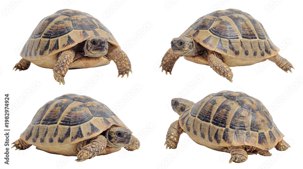 Obraz premium Multiple views of a robust terrestrial tortoise in varied poses, from walking to resting.