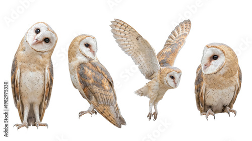 Cuadro en lienzo Collection of barn owls displaying various natural behaviors, including a curious head tilt and flight