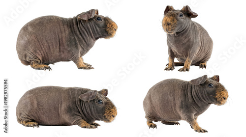 Tableau sur toile Unique collection of hairless guinea pigs in various poses, expertly isolated on a transparent background