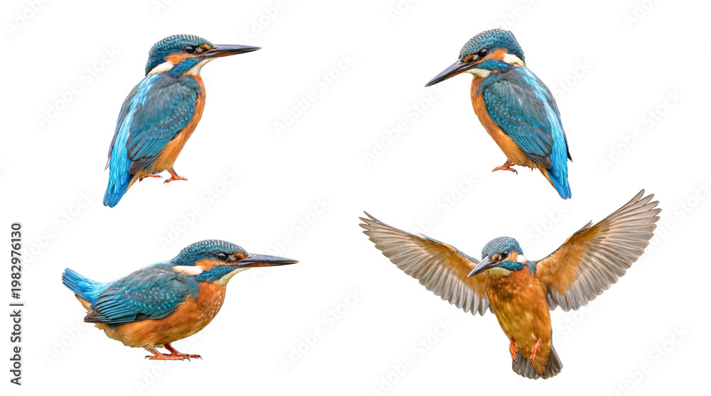 Fototapeta premium Four vibrant common kingfishers captured in various poses, isolated on a transparent background.