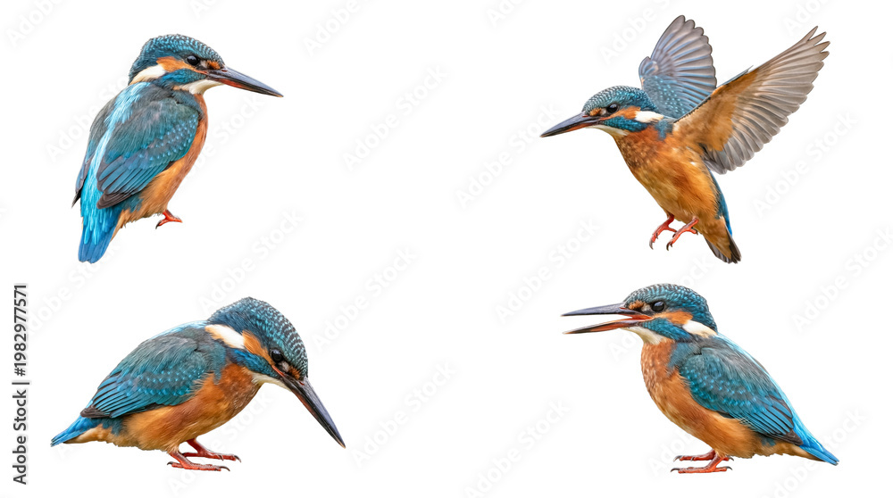 Naklejka premium Common kingfisher birds in various dynamic poses, vibrant plumage, isolated on a transparent background.