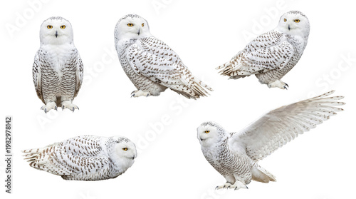 Photos Comprehensive photograph set of five exquisite snowy owls in diverse and characteristic poses, transparent background