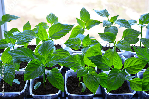 Young green pepper seedlings growing in pots on a windowsill with sunlight