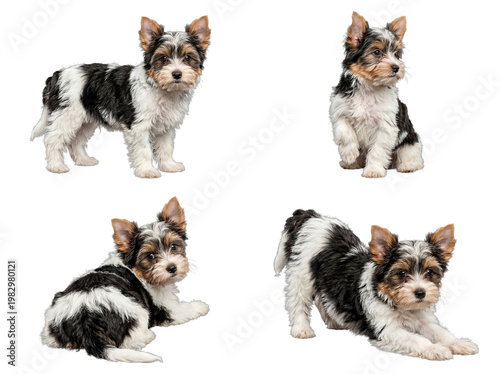 Konstfotografi Adorable Biewer Terrier puppy in four charming poses, showcasing playful nature on transparent background