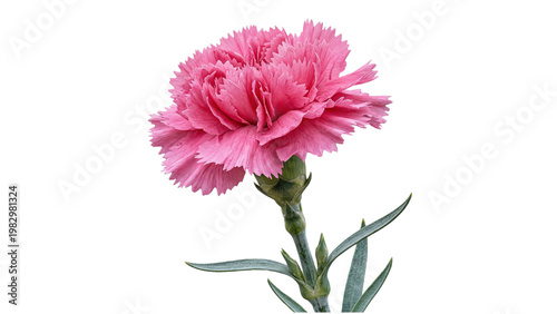 фотографія A vibrant pink carnation flower with lush petals on transparent background