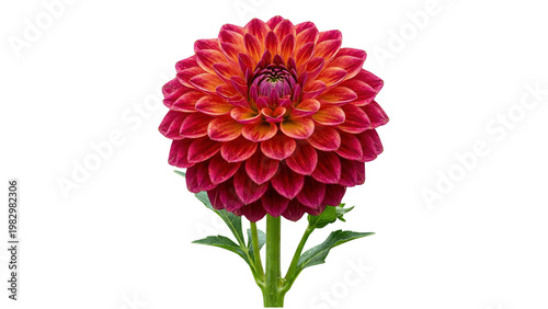 Foto A vibrant red and orange dahlia flower isolated on transparent background