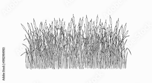 A dense line drawing of cattails with their distinct cylindrical seed heads