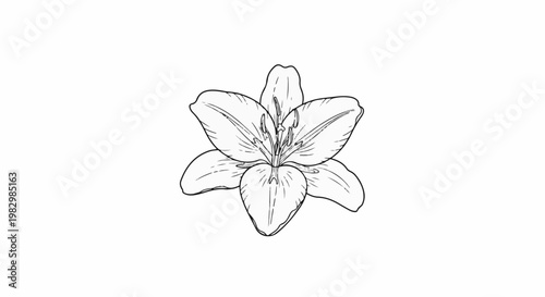A detailed black and white sketch of a blooming lily flower