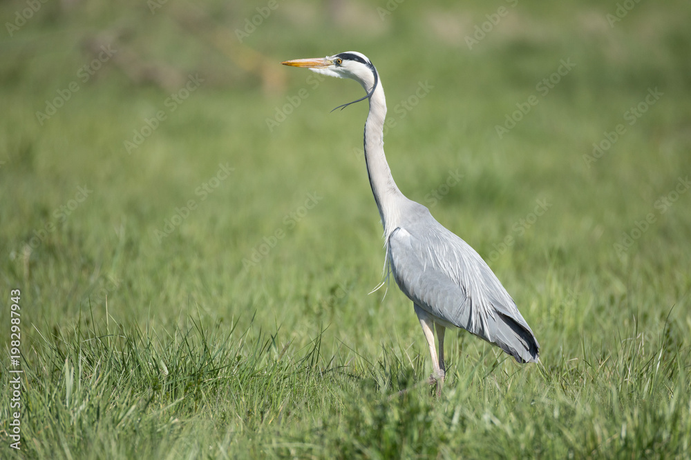Obraz premium Grey heron standing alert in green meadow – wildlife bird with copy space