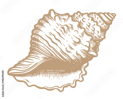 Vector vintage illustration of sea shell in engraving style. Retro illustration of seashell.