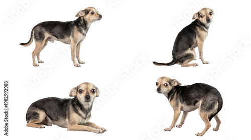 Bild auf Leinwand Small mixed breed dog showing signs of fear and anxiety in multiple poses, isolated on a transparent background