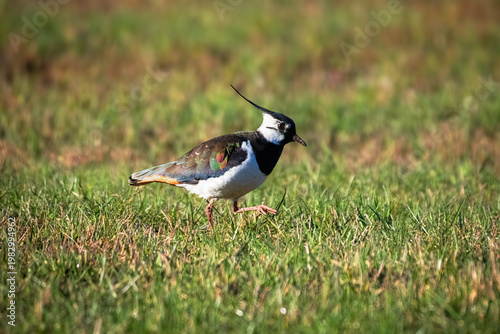 Lapwing stands alert on a grassy field