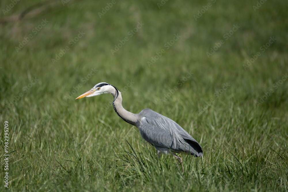 Fototapeta premium Grey heron walking through green grass – wildlife bird in natural habitat