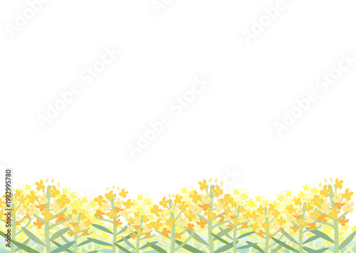 春の菜の花背景イラスト