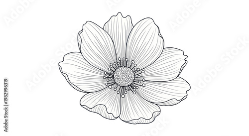 Minimalist blooming cosmos flower line art illustration on a white background