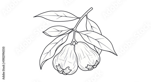 Black and white line art illustration of Java apples on a branch with leaves.