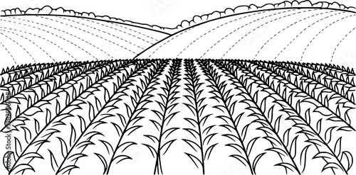 Black and white line of a vast agricultural field with rows of crops and rolling hills in the background