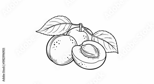 A line drawing of two ripe fruits and one cut in half with leaves