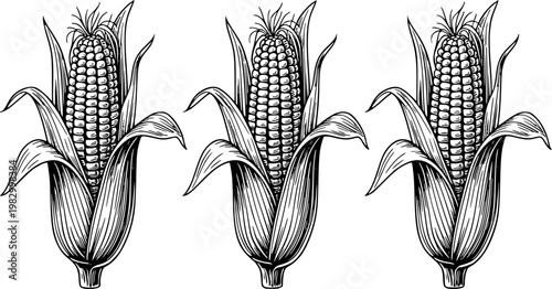 Vintage black and white engraving style corn cobs with leaves white background maize
