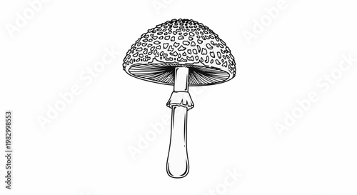 Black and white line drawing of a single toadstool with a spotted cap and a ring