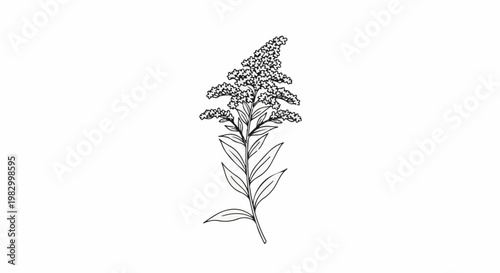 Black and white illustration of a flowering plant with green leaves and buds
