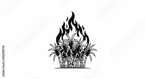 Burning sugarcane stalks, a powerful symbol of agricultural harvest and destruction