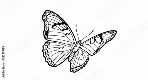Delicate line drawing of a butterfly with intricate wing patterns against white