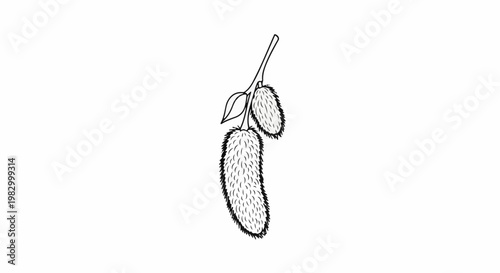 Illustrated branch with two furry, elongated fruits and one leaf