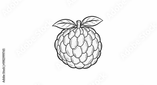 Hand-drawn illustration of a custard apple with two leaves