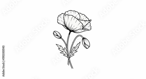 Delicate line art illustration of a single poppy with two buds