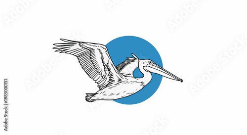 A pelican is drawn in black and white, soaring in flight, against a blue circle