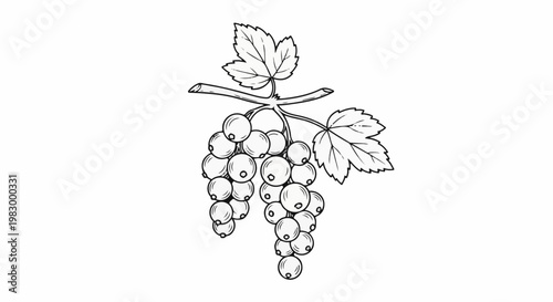 Black and white illustration of a branch with two clusters of round berries and leaves